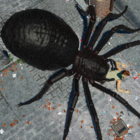 Spider Hunter Amazing City 3D Icon