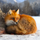 The Fox Icon